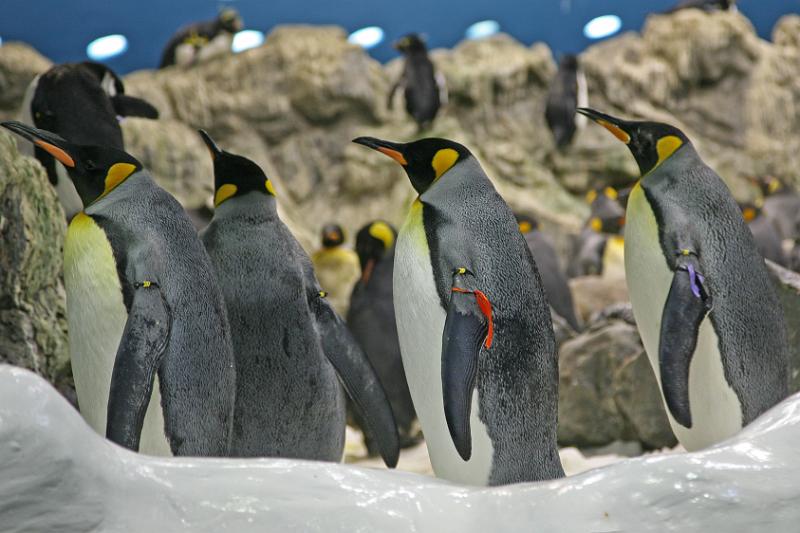 Pinguin - Co05.jpg
